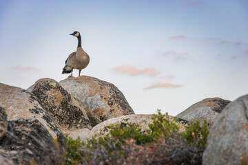Canada goose on a Boulder at Lake Tahoe