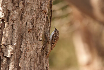 冬の森にキバシリ