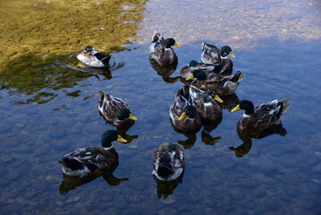Group of mallard ducks swiming in water outdoor in china. A wild duck of which the male has a green head and neck.