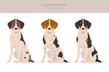 Halden hound clipart. Different poses, coat colors set