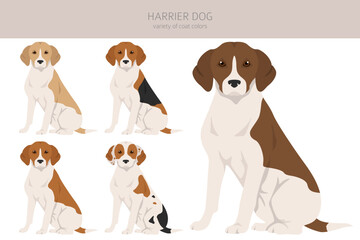 Harrier dog clipart. Different poses, coat colors set
