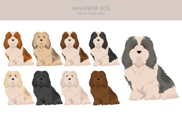 Havanese dog clipart. Different poses, coat colors set