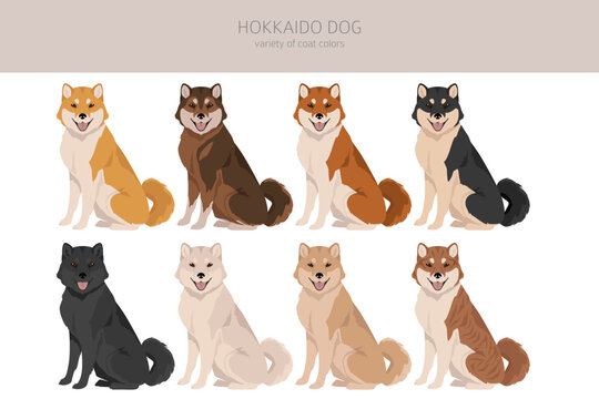 Hokkaido dog, Ainu dog clipart. Different poses, coat colors set