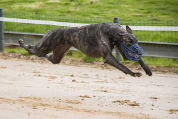 greyhound race
