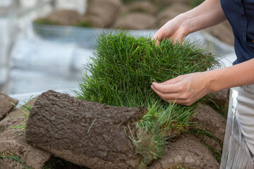 Hands holding fresh grass roll on a pallet with stack of sod turf, ready for laying in new lawn....