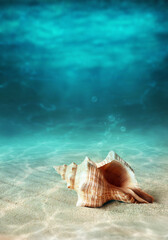 Seashell on the summer beach in sea water. Underwater ocean background.