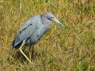 Little Blue Heron in Grass