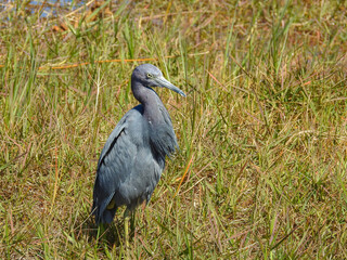 Little Blue Heron Looking