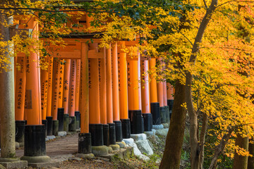 日本　京都府伏見区深草にある伏見稲荷大社の朱色の鳥居と紅葉