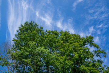 新緑と青空の風景