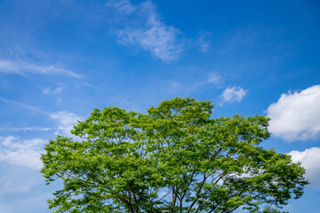 新緑と青空の風景