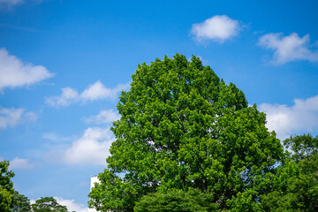 新緑と青空の風景