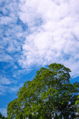 新緑と青空の風景
