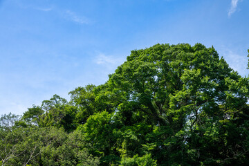 新緑と青空の風景