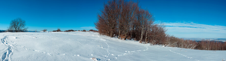 panorama of colorful winter landscape in mountains. Snowy background against young pines and trees in frosty sunny day under blue sky