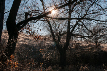 Fototapeta na wymiar Trees against the sun, contours. Clear day.