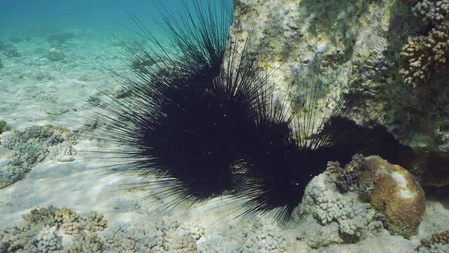 Slow motion, Conglomerate of Black Long Spine Urchin or Long-spined sea urchin (Diadema setosum) on seabed in shallow water on bright sunny day in sunbeams
