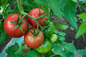 delicious and red tomatoes natural