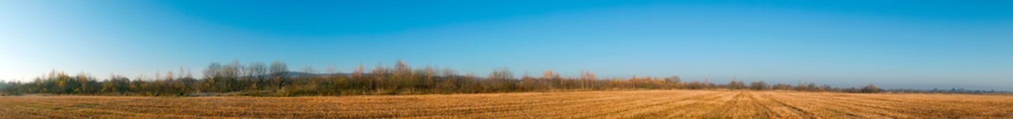 Panorama of autumn tree on a large lawn.