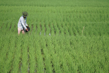 Naklejka na ściany i meble A farmer spreading out the fertilizer in the green rice field.