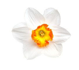 Fototapeta na wymiar Flower of a daffodil