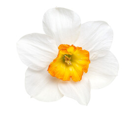 Naklejka na ściany i meble Flower of a daffodil