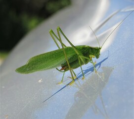 Grasshopper