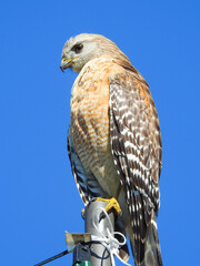 Red-Shouldered Hawk Clutching Post