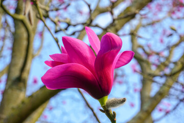 Fototapeta premium pink petals of flowering magnolia tree in spring. blossoming tree 