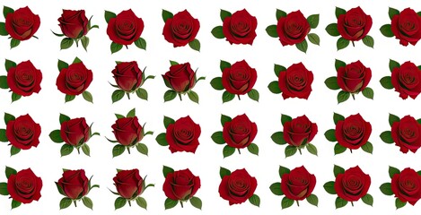 Red Rose on White Background, Wedding Invitation, Valentine's Day Art, Beautiful Flowers Graphic