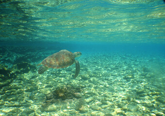 Fototapeta na wymiar a sea turtle in its natural environment in the waters of the caribbean sea