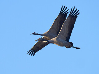 Common crane (Grus grus)