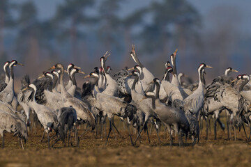 Common crane (Grus grus)