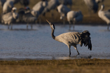 Common crane (Grus grus)