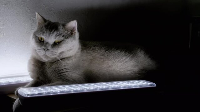 Gray Fluffy Domestic Cat is Resting near the Glowing LED Lamps on Table. Adorable sleepy pet falls asleep in a dark room. Shutdown of electricity. Light saving mode. Mysterious atmosphere. War. Pets.
