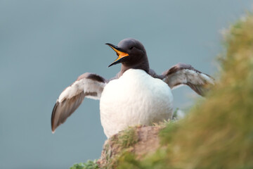 Portrait of a Common Guillemot calling