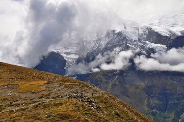 View of a herdsman and a herd of goats with Himalayas in the background. Annapurna Circuit Trek,...