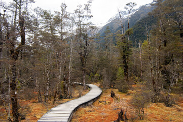 Winding forest wooden path walkway through wetlands, milford track, new zealand