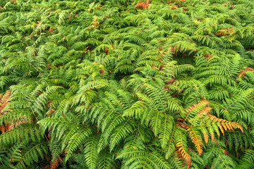Dense Vegetation View of Fern Leaves at the Forest Textured Background