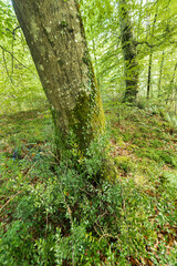 Coastal Beech Forest of Caviedes, Corona Mountain, Oyambre Natural Park, Cantabria, Spain, Europe