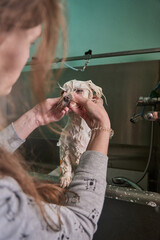 Showering a white maltese dog in a grooming salon