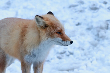 Obraz premium 雪の中に佇む冬毛が美しいキタキツネ