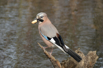 Obraz premium arrulus glandarius