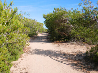 Fototapeta na wymiar Path on the beach at Ibiza island.