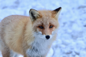 雪の中に佇む冬毛が美しいキタキツネ