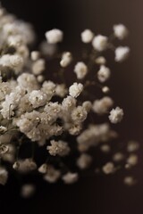 close up of a spider on a branch
