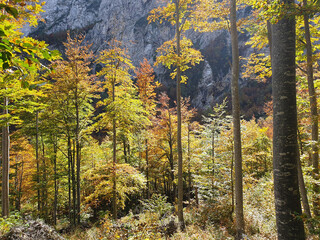 yellow trees and gray mountains at sunny day at Logar valley - Slovenia