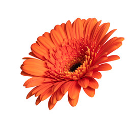 Orange gerbera flower isolated on transparent background