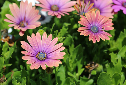 Pink african daisy