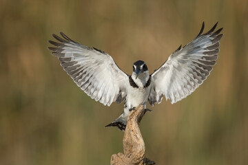 Kingfishers